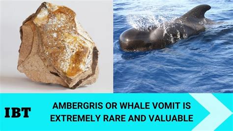 Ambergris: Why Is Whale Vomit Used I.